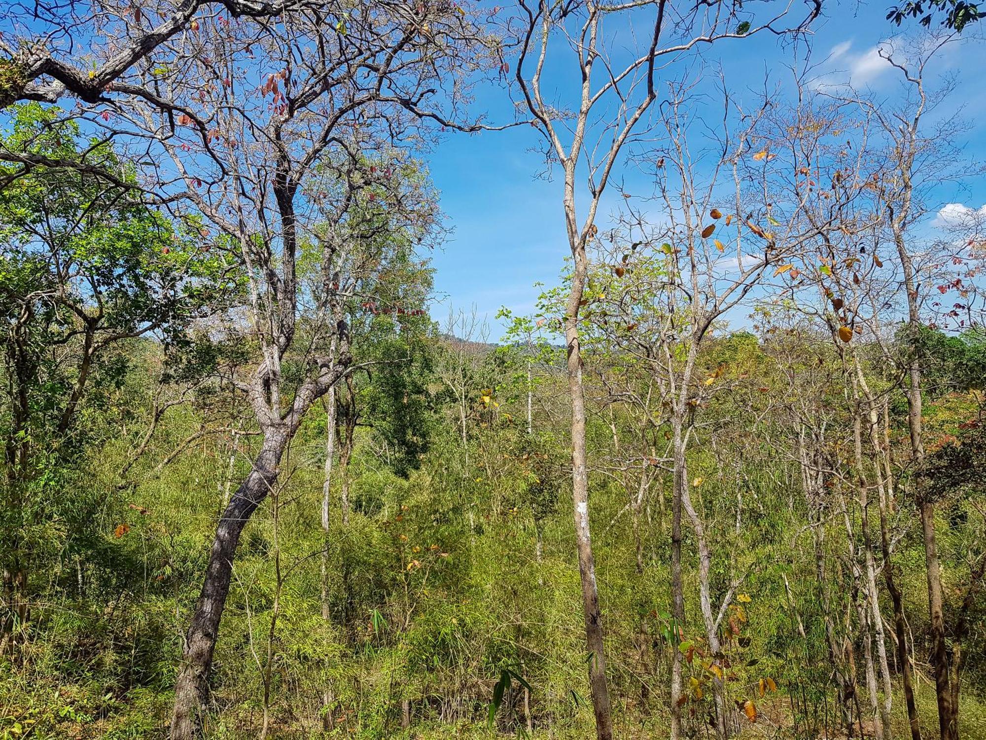 Ratanakiri Homestay & Jungle Trek Banlung Eksteriør billede